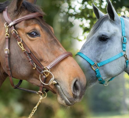 bridles halters bridles halters