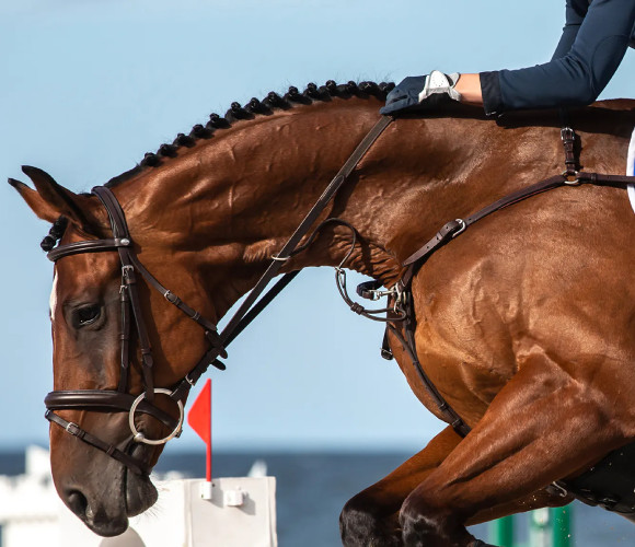 horse accessories-exports horse accessories-exports